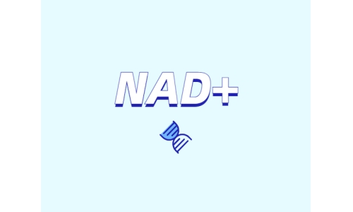 NAD與NMN的全新概念？